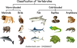 VERTEBRES