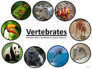 VERTEBRES