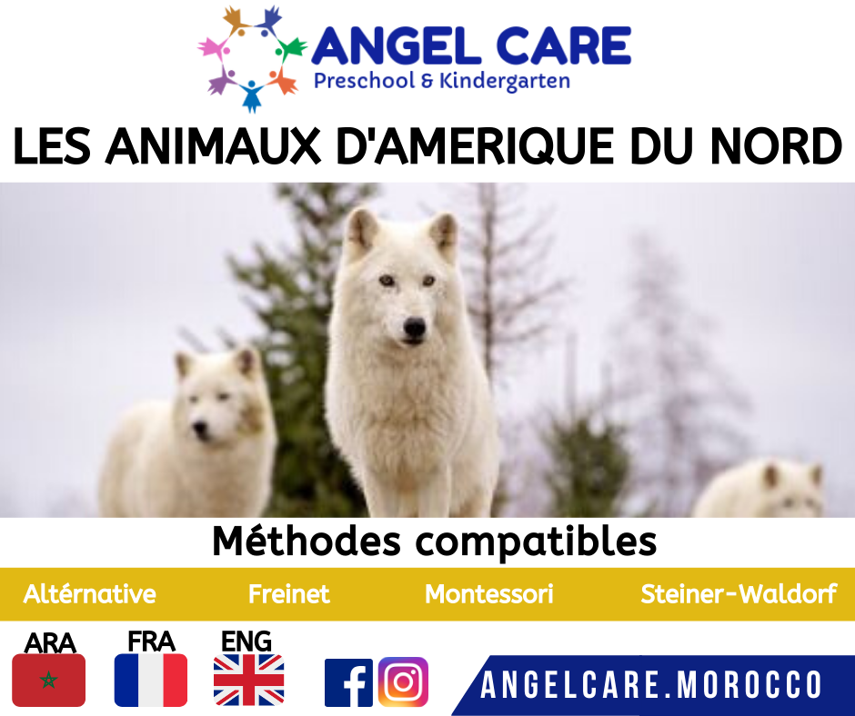 Les animaux d'amerique du nord