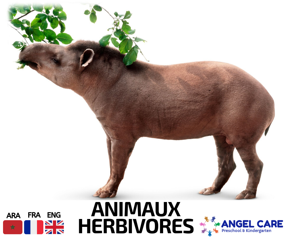 Animaux herbivores